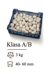 A 2-PP