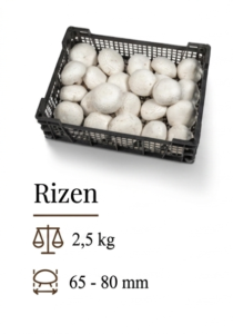 Rizen 1