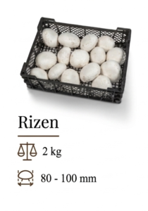 Rizen 2